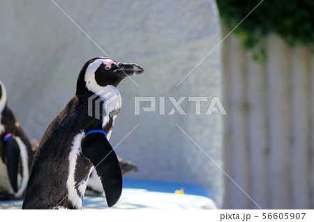上野動物園のペンギンの写真素材