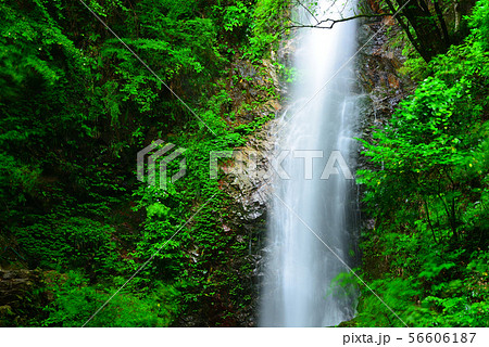 払沢の滝（西東京　秋川渓谷） 56606187