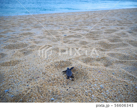 栗生浜海水浴場にてウミガメの孵化 56606343