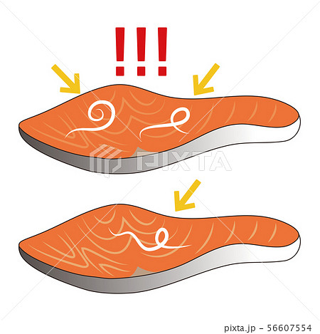 寄生虫 アニサキスと鮭の切り身 ベクター イラスト 寄生虫 アニサキスと鮭の切り身 ベクター イラスト 56607554