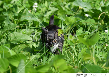 猫・野良猫・錆柄・クロちゃん・子猫・探す・行方不明 猫・野良猫・錆柄・クロちゃん・子猫・探す・行方不明 56608303