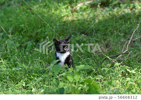 猫・野良猫・錆柄・クロちゃん・子猫・探す・行方不明 猫・野良猫・錆柄・クロちゃん・子猫・探す・行方不明 56608312