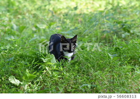 猫・野良猫・錆柄・クロちゃん・子猫・探す・行方不明 猫・野良猫・錆柄・クロちゃん・子猫・探す・行方不明 56608313