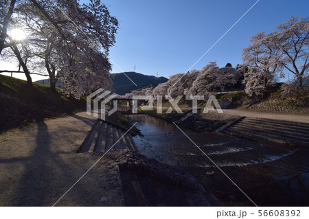 うぐい川　千本桜 56608392