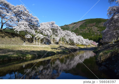 うぐい川　千本桜 56608397