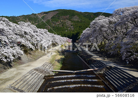 うぐい川　千本桜 56608516