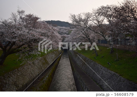 琵琶湖疎水 三井寺 琵琶湖疎水 三井寺 56608579