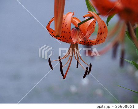 おにゆり おにゆり 56608651