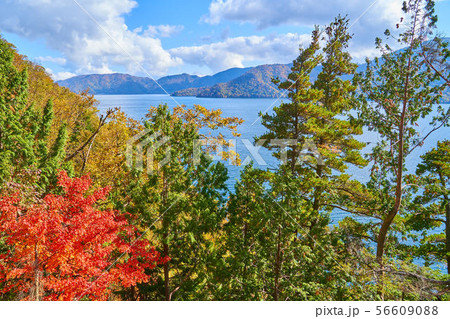 秋の日光 中禅寺湖の千手ヶ浜に向かう北岸ハイキングコースの赤岩付近の紅葉 秋の日光 中禅寺湖の千手ヶ浜に向かう北岸ハイキングコースの赤岩付近の紅葉 56609088