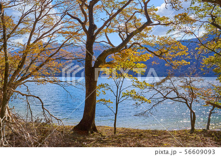 秋の日光 中禅寺湖の千手ヶ浜に向かう北岸ハイキングコースの栃窪付近から中禅寺湖を見る 56609093