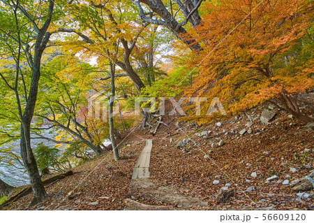 秋の日光 中禅寺湖の千手ヶ浜に向かう北岸ハイキングコースの熊窪付近のハイキング道 秋の日光 中禅寺湖の千手ヶ浜に向かう北岸ハイキングコースの熊窪付近のハイキング道 56609120