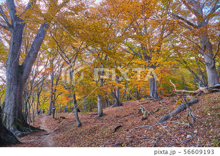 秋の日光 中禅寺湖の千手ヶ浜に向かう北岸ハイキングコースの熊窪付近 56609193