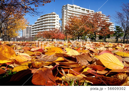 都会の秋 都会の秋 56609302