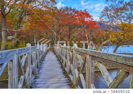 秋の日光中禅寺湖の千手ヶ浜(せんじゅがはま)にかかる橋 56609310