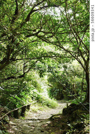 沖縄 沖縄 56609341