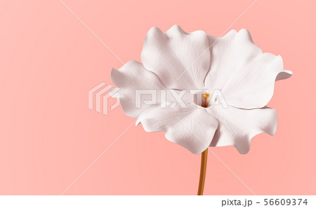 Conceptual Flower Viola On Pink Background Conceptual Flower Viola On Pink Background 56609374