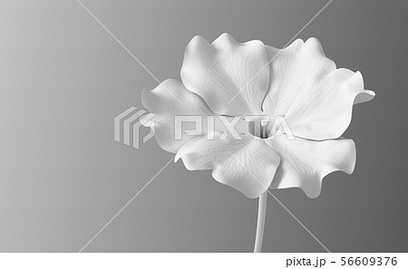 White Flower Viola On Gradient Background White Flower Viola On Gradient Background 56609376