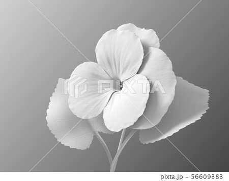 White Flower Viola On Gradient Background 56609383