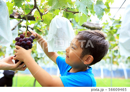 ぶどう狩りを楽しむ子供 ぶどう狩りを楽しむ子供 56609465