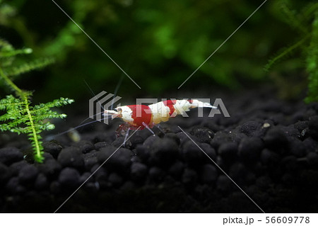 レッドビーシュリンプ 56609778