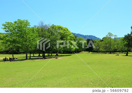 奈良公園　新緑と鹿 56609792