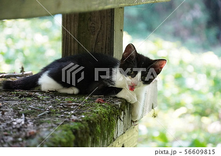 猫・野良猫・錆柄・さびちゃん・子猫・モモちゃん・真夏・コケ・大好き 猫・野良猫・錆柄・さびちゃん・子猫・モモちゃん・真夏・コケ・大好き 56609815