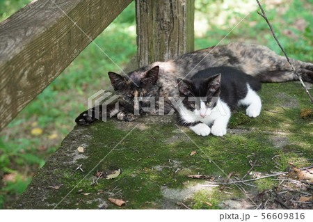 猫・野良猫・錆柄・さびちゃん・子猫・モモちゃん・真夏・コケ・大好き 56609816