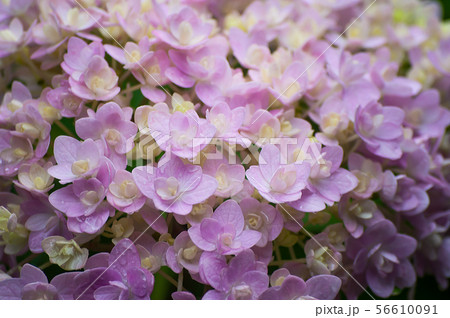 雨あがりのピンクの紫陽花の壁紙 56610091