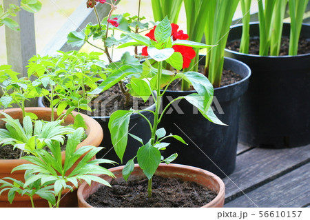 Container vegetables gardening Container vegetables gardening 56610157