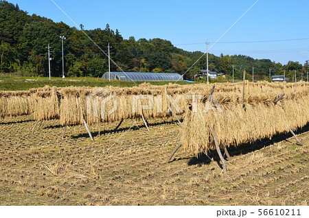 稲掛(埼玉県秩父市) 稲掛(埼玉県秩父市) 56610211