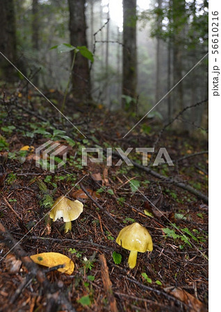 キシメジの仲間？（山梨県富士吉田市） 56610216