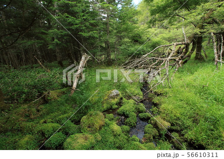 大阿原湿原 入笠山 大阿原湿原 入笠山 56610311