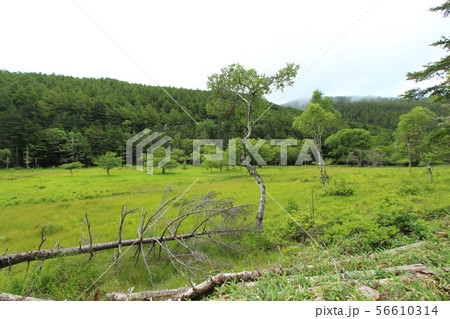大阿原湿原 入笠山 大阿原湿原 入笠山 56610314
