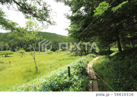 大阿原湿原　入笠山 56610316