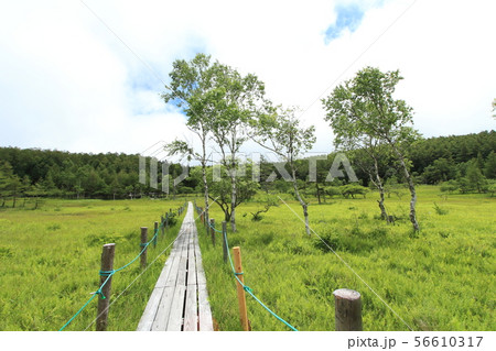 大阿原湿原 入笠山 大阿原湿原 入笠山 56610317