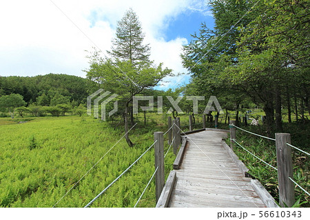 大阿原湿原　入笠山 56610343