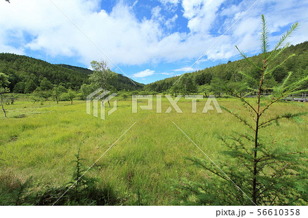 大阿原湿原　入笠山 56610358