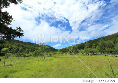 大阿原湿原　入笠山 56610359