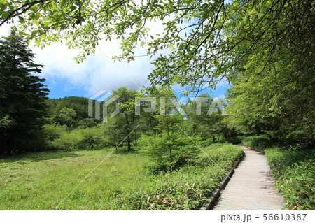 大阿原湿原 入笠山 大阿原湿原 入笠山 56610387