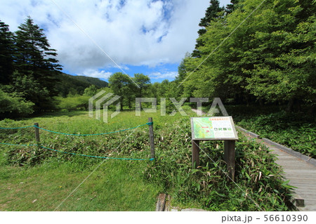 大阿原湿原　入笠山 56610390