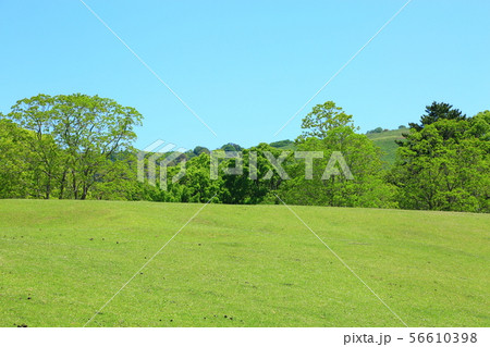 奈良公園 新緑の飛火野の丘 奈良公園 新緑の飛火野の丘 56610398