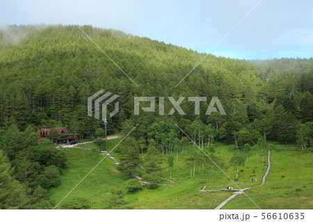 入笠山　入笠湿原 56610635