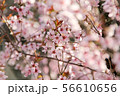 桜-1 56610656