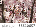 桜-2 56610657