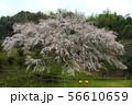 しだれ桜 56610659