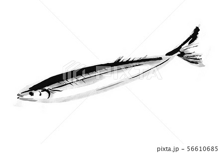 さんま 秋刀魚 鮮魚 筆書き 手描き 秋の食材 生魚 青魚 墨絵 サンマ 秋 魚 和食 さかなのイラスト素材