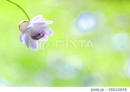 レンゲショウンマ 56610848