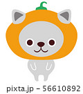かぼちゃ猫 56610892