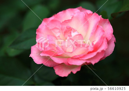 バラの花 56610925