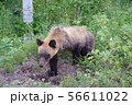 野生のヒグマ 56611022